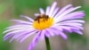 Pčela oprašuje cvijet