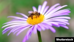 Pčela oprašuje cvijet