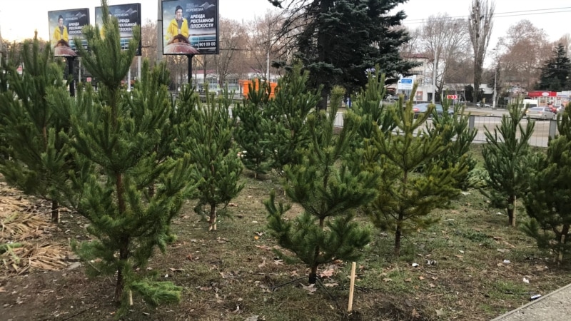 В Судаке торгуют новогодними елками из российской Пензы – власти