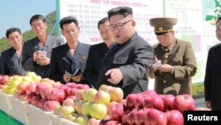 Лидер КНДР Ким Чен Ын даёт указания при посещении фруктового сада.