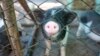 Președintele Klaus Iohannis a cerut din nou guvernului să ia măsuri de contracarare a pestei porcine