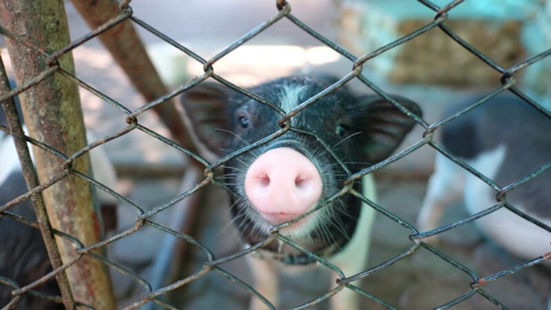 В Татарстане сотрудников колонии подозревают в махинациях со свининой