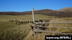 Рамзаном Кадыровым были подарены 600 овец для нуждающихся семей в Адыгее