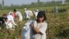EU Deal Blocked Over Uzbek Child Labor