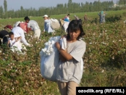 Өзбекстандық мектеп оқушылары мақта теріп жүр. 24 қыркүйек 2011 ж.