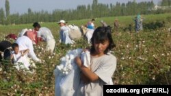 Schoolchildren and women pick cotton in Uzbekistan in late September 2011.