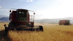 Diňle: Tejenli gallaçylar özlerine berilmeli azodyň 25% kemeldilýändigini aýdyp, häkimiýetleri ‘dökün ogurlygynda’ aýyplaýarlar