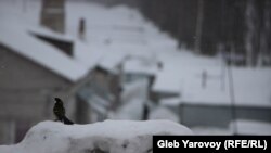 В лагере активистов, Шиес
