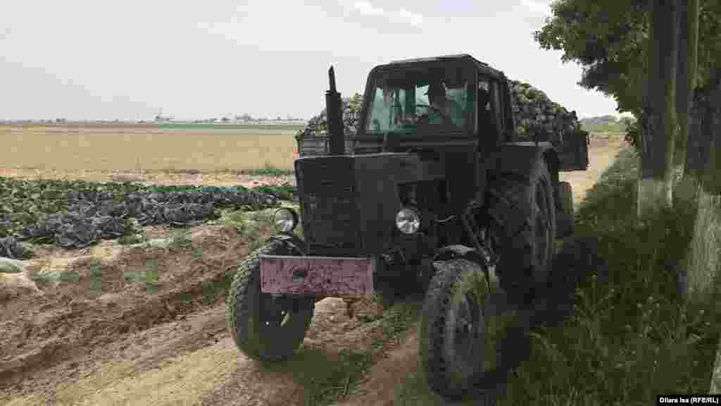 Егіндіктен жинаған капустаны тракторға тиеп, әкетіп бара жатқан диқан. Түркістан облысы, Жетісай ауданы, 29 сәуір 2020 жыл.