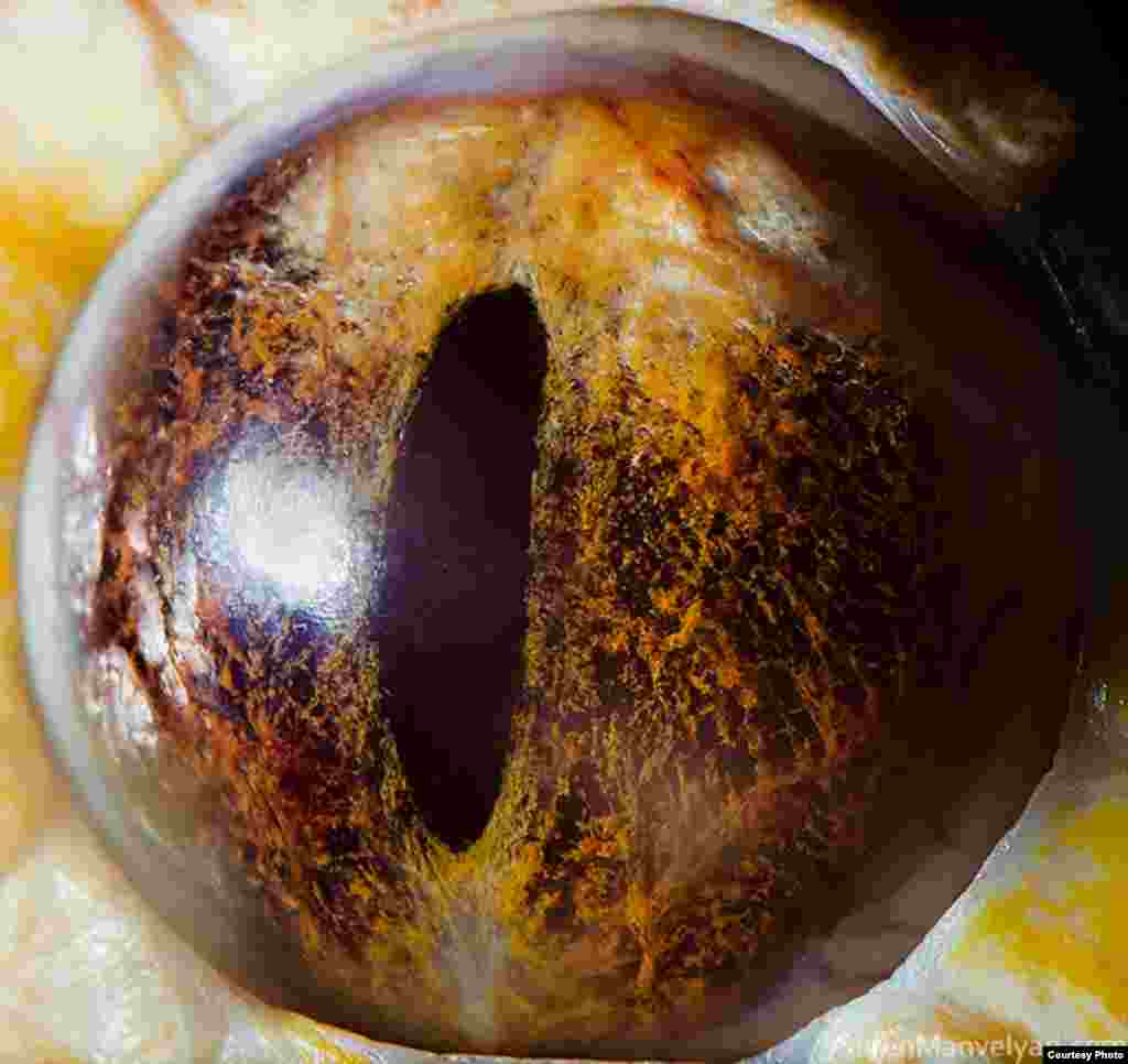The eye of a tiger python (albino)
