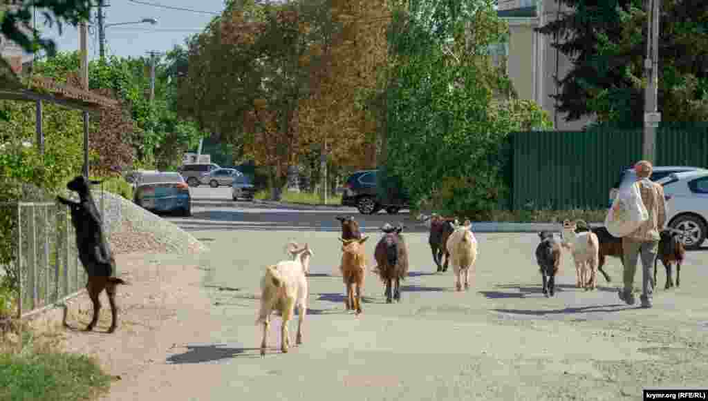 Вулицею Стадіонною прогулюються кози