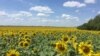 Fermierii se plâng de prețurile mici la floarea-soarelui și cer să fie interzise importurile