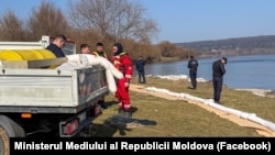 Salvatori din România, specialiști de la „Apele Române” și echipe din Moldova instalează echipamente pentru a extrage poluanții de pe Nistru, la Cureșnița, Soroca, 13 martie 2026