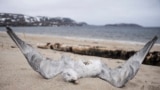 Russia -- Pictured in this file image dated May 2, 2009 is a dead seagull lying on the shore of the Barents Sea in the village of Teriberka, Murmansk region