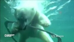 В США белый медвежонок Нора привыкает к новому дому в Орегоне (видео)