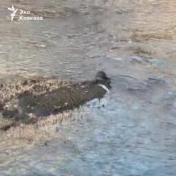 Завтрак тбилисской выдры