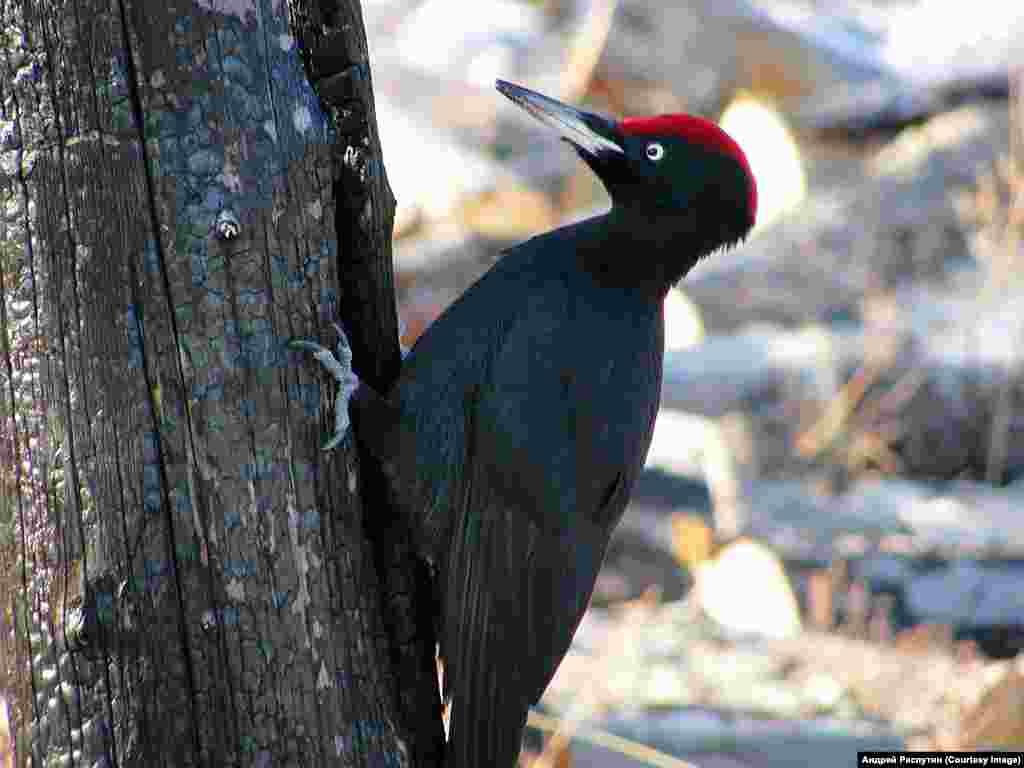 Wildlife Photos Siberia