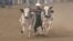 Pakistan's Bull-Racing Boy Wins New Fan video grab