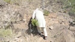 خپل نغري په غرنیو بوټیو تودوو