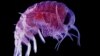 Plankton Hyperia
