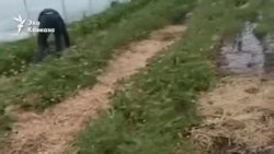 "Плаваем в воде, в грязи, в слякоти"