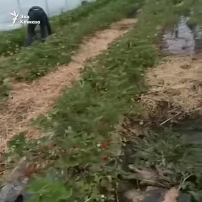 "Плаваем в воде, в грязи, в слякоти"
