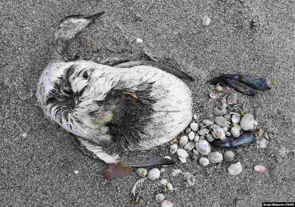 На початку тижня стало відомо про загибель птахів на узбережжі затоки Сиваш у районі Арабатської стрілки