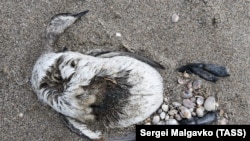 Загиблі птахи на Сиваші в Криму, ілюстративне фото
