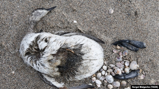 Тысячи мертвых птиц на берегу: страшные картины массовой гибели пернатых на Сиваше в Крыму (фотогалерея)