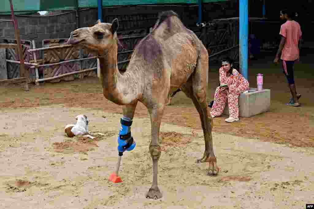 A young camel whose front limb was brutally chopped off by a landlord in Pakistan's southern province of Sindh walks for the first time with a prosthetic leg at an animal welfare facility in Karachi.