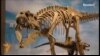 Lythronax Agrestes, динозавр Юрского периода