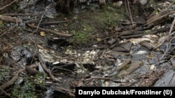 Russian poisoning of Ukrainian rivers: footage from the places of mass fish kills and the main threats to people (photo gallery)