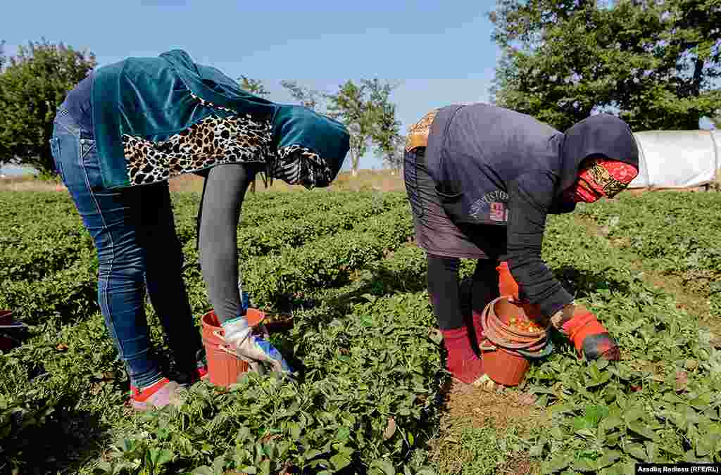 Клубничный куст сажается один раз в 4 года. Урожай собирается 4-5 раз в год.&nbsp; 