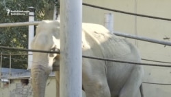 Jumbo 'Tusk-Ache' -- Elephant Surgery In Georgia
