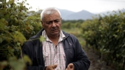 The Struggling Georgian Farmers Swapping Vineyards For Hazelnuts