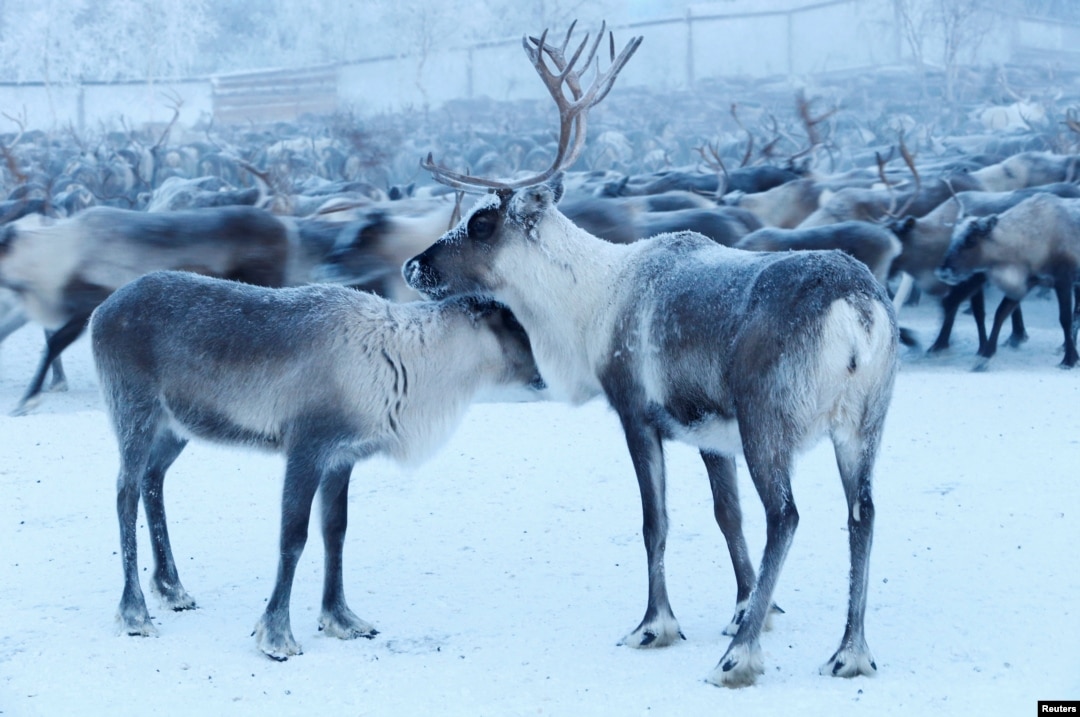 Порно бейнелер OK