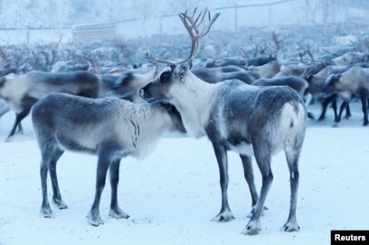 Әйелдердің есектерінің порнофотосуреттері