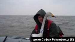 Болванская губа, Ненецкий автономный округ. Лебедь-кликун. 2017 год