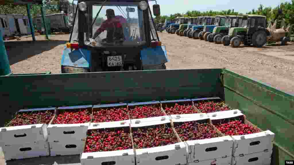Зібрані й розфасовані по шухлядах ягоди вантажать у причіп трактора. Потім черешню відправлять на підприємство, звідки продадуть оптом чи вроздріб