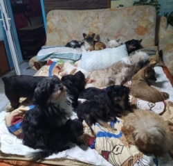 Собаки Галины Алиевой устроились на ночлег
