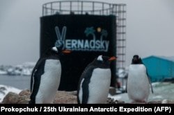 Penguins at the Vernadsky base.