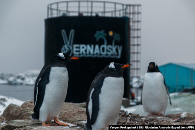 Pinguinët në bazën Vernadsky.