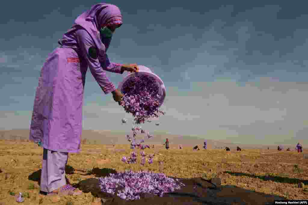 An Afghan woman collects saffron flowers after picking them in a field on the outskirts of Herat. (AFP/Hoshang Hashmi)