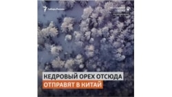 Как заработать миллионы на ореховой лихорадке в Алтайском крае