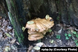 У Беларусі знайшлі грыб «мэрыпілюс гіганцкі» (Meripilus giganteus) або губа чорнафарбаваная. Фота Нацыянальнага парку «Белавеская пушча»