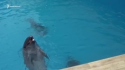Спасти севастопольский дельфинарий: белуху уже продали, кто следующий? (видео)