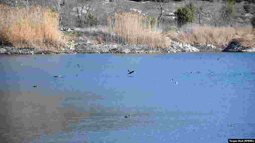 На озері біля гори Гасфорта живуть кілька видів качок