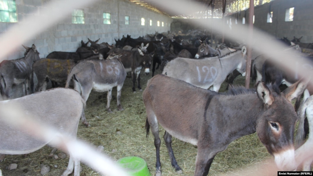 Қарт адамның жыныстық қатынасын қараңыз Қисық қыздар порно hd онлайн