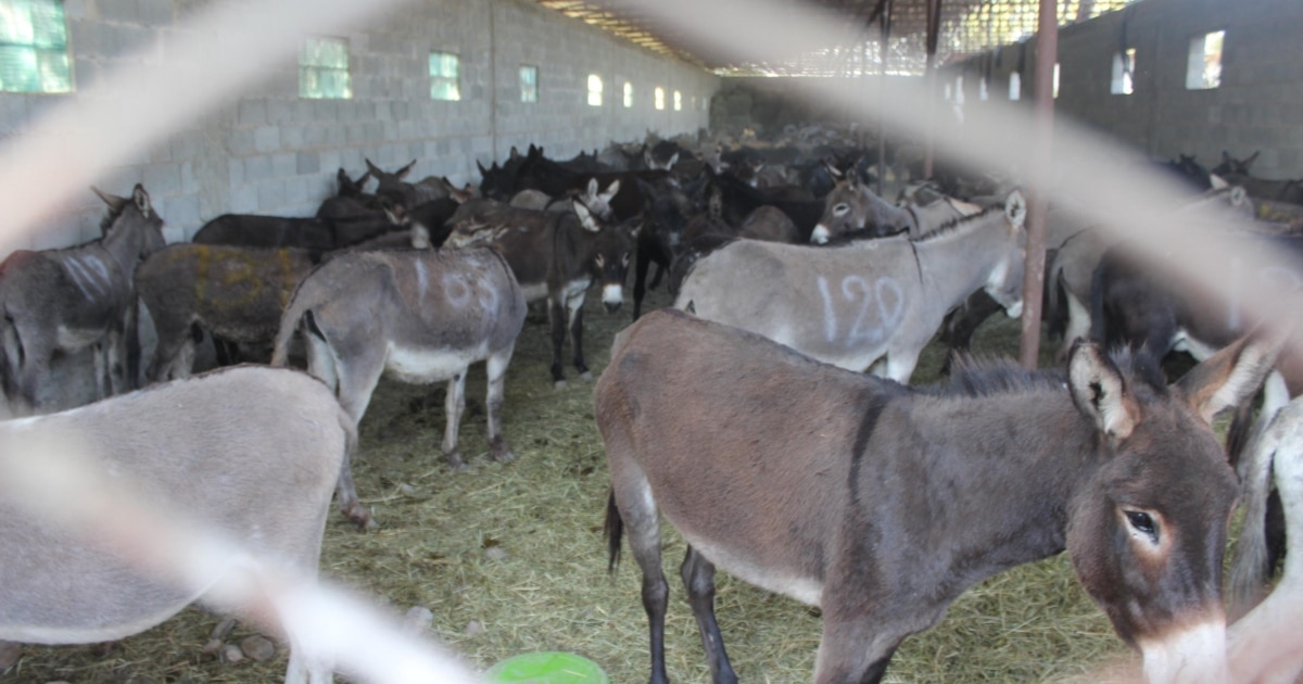 Жалаңаш орыс актрисалары қатысқан фильмдерден бейнелер Свингерлердің жетілген әйелін трахаюін қараңыз