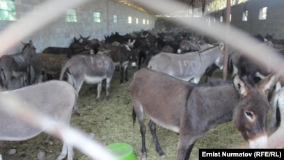 Порно әйел досы шынайы